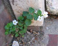 tapijtbloem
